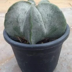 CGASPL Cactus & Others CAPPL Cactus Plant With Plastic Pot