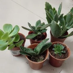 CGASPL CAPPL Exotic Succulents Plants, Qty: 5 Live Succulent (any 5 Small Succulent )