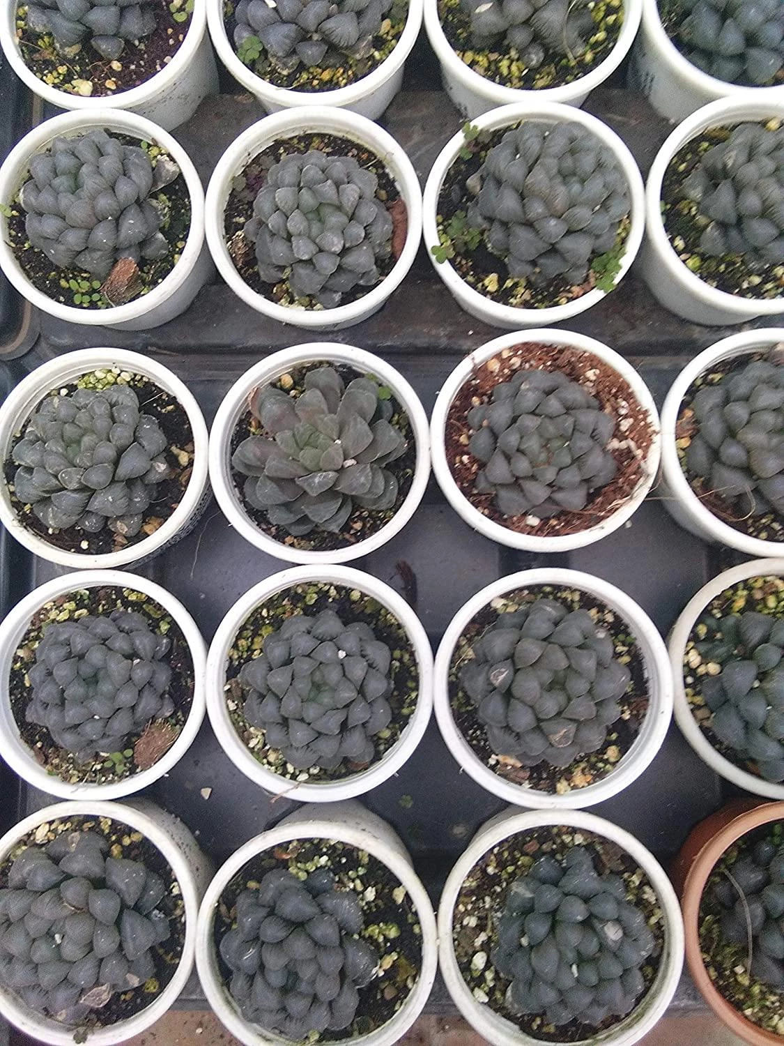 CGASPL Plants CAPPL Haworthia Cooperi VAR Truncata Succulent With Plastic Pot 4 CGASPL Plants CAPPL Haworthia Cooperi VAR Truncata Succulent With Plastic Pot