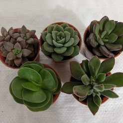 CGASPL CAPPL Exotic Succulents Plants, Qty: 5 Live Succulent (any 5 Small Succulent )