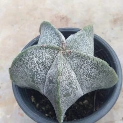 CGASPL Cactus & Others CAPPL Cactus Plant With Plastic Pot 7 CGASPL Cactus & Others CAPPL Cactus Plant With Plastic Pot