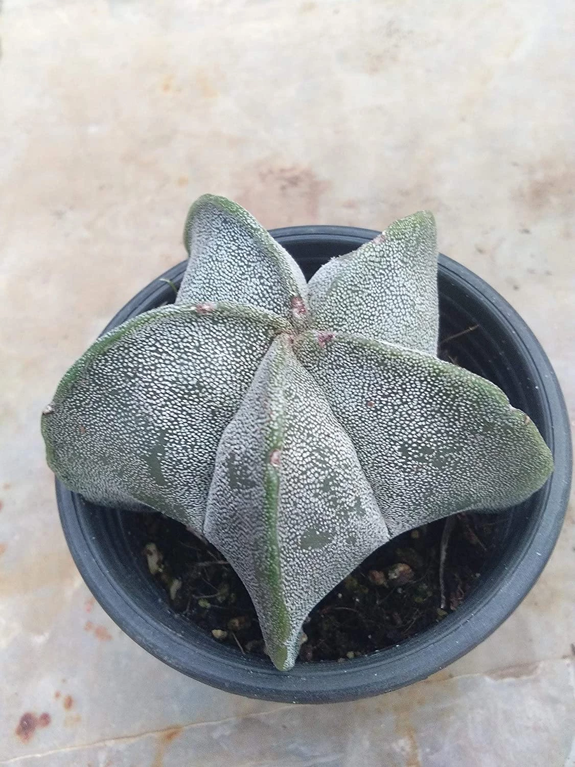 CGASPL Cactus & Others CAPPL Cactus Plant With Plastic Pot 5 CGASPL Cactus & Others CAPPL Cactus Plant With Plastic Pot