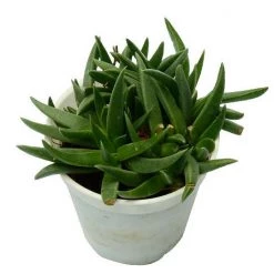 CGASPL Haworthia Pentagona Small Succulent Plant Plants