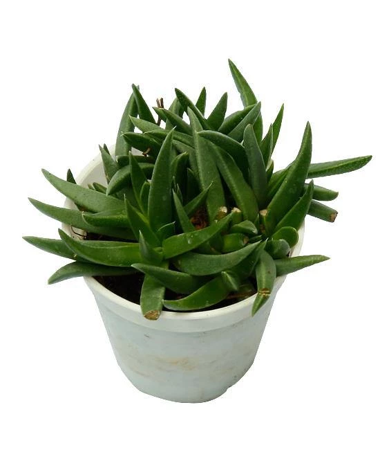 CGASPL Haworthia Pentagona Small Succulent Plant Plants 3 CGASPL Haworthia Pentagona Small Succulent Plant Plants