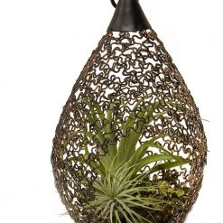 CGASPL Plants LiveTrends Design Decor, Living Lantern Air Plant