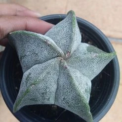 CGASPL Cactus & Others CAPPL Cactus Plant With Plastic Pot