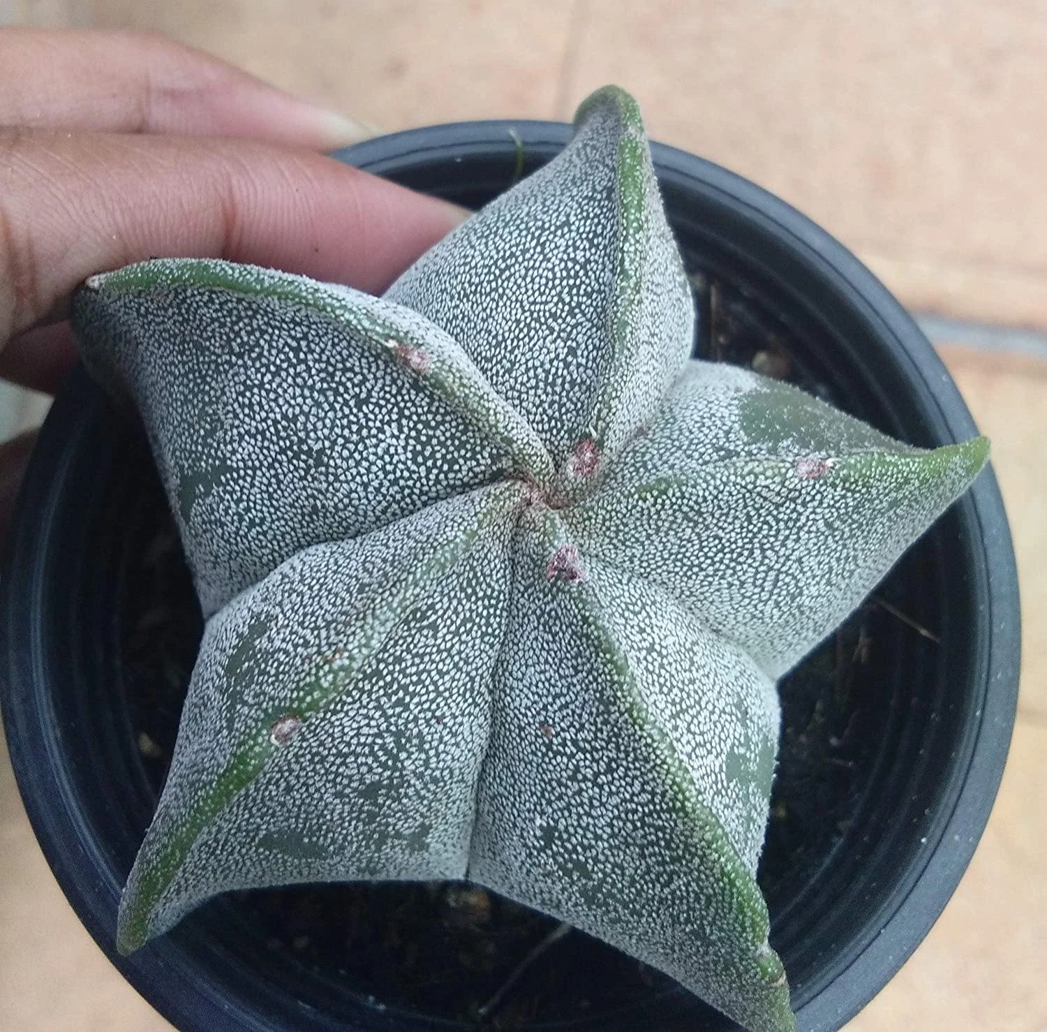 CGASPL Cactus & Others CAPPL Cactus Plant With Plastic Pot 3 CGASPL Cactus & Others CAPPL Cactus Plant With Plastic Pot