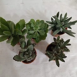CGASPL CAPPL Exotic Succulents Plants, Qty: 5 Live Succulent (any 5 Small Succulent )