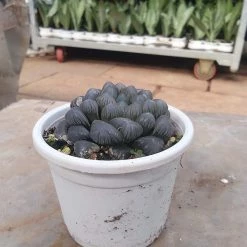 CGASPL Plants CAPPL Haworthia Cooperi VAR Truncata Succulent With Plastic Pot 7 CGASPL Plants CAPPL Haworthia Cooperi VAR Truncata Succulent With Plastic Pot