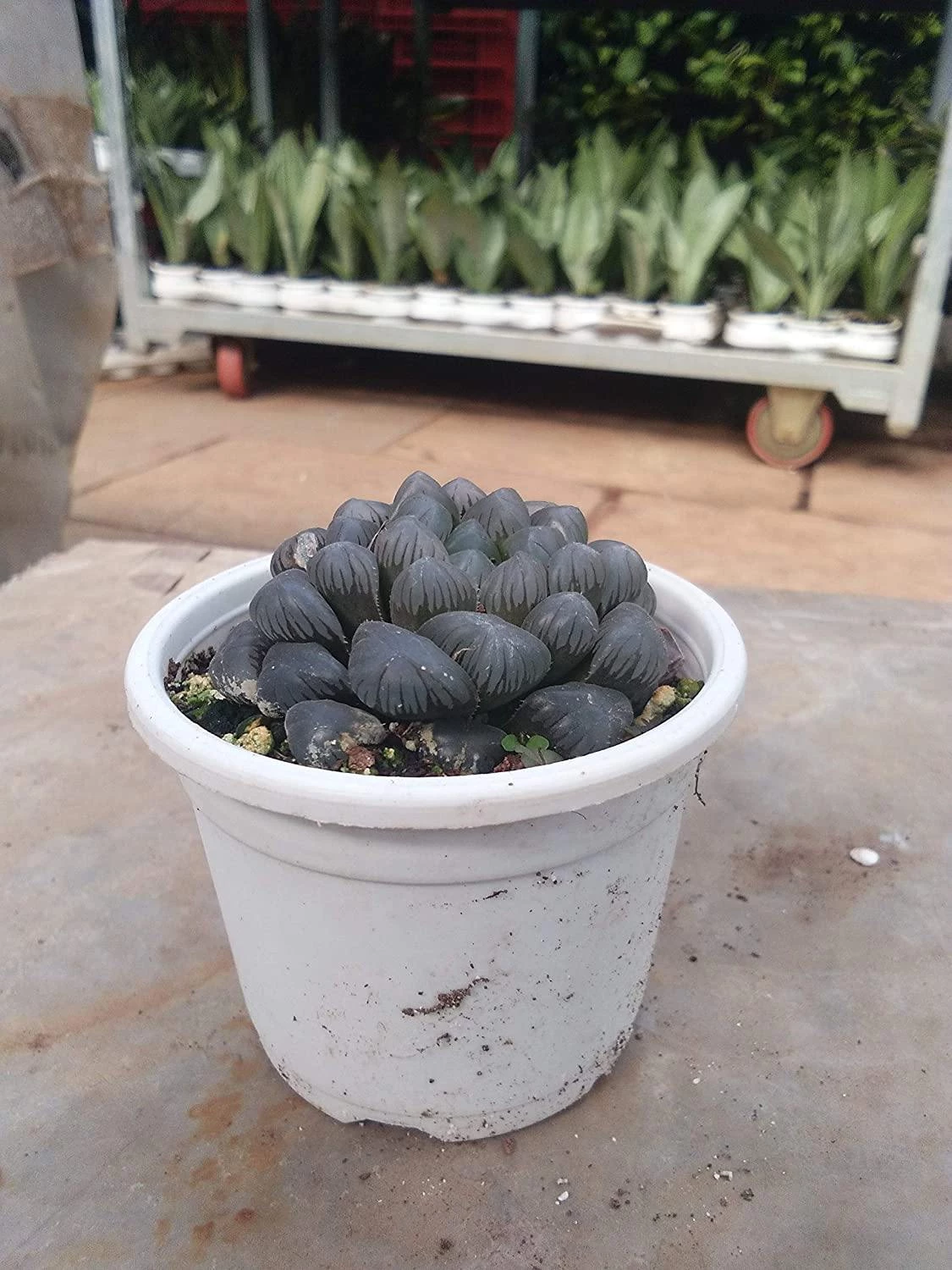 CGASPL Plants CAPPL Haworthia Cooperi VAR Truncata Succulent With Plastic Pot 5 CGASPL Plants CAPPL Haworthia Cooperi VAR Truncata Succulent With Plastic Pot