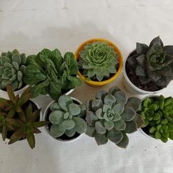 CGASPL CAPPL Exotic Succulents Plants, Qty: 5 Live Succulent (any 5 Small Succulent )