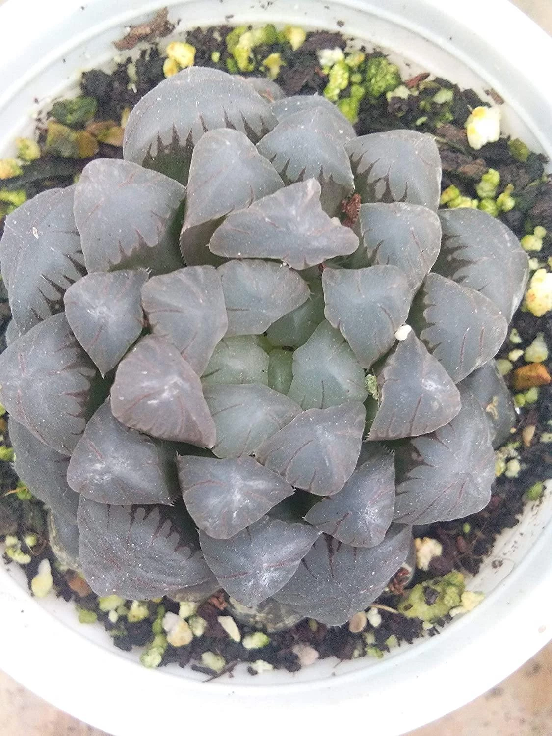 CGASPL Plants CAPPL Haworthia Cooperi VAR Truncata Succulent With Plastic Pot 3 CGASPL Plants CAPPL Haworthia Cooperi VAR Truncata Succulent With Plastic Pot