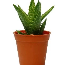 CGASPL Aloe Juvenna (Tiger Tooth Aloe) Small Succulent Plant Plants