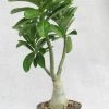 CGASPL 936 Adenium Double Layer Dark Red Flower Plant