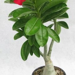 CGASPL 936 Adenium Double Layer Dark Red Flower Plant