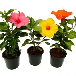 CGASPL Top 3 Hibiscus Plants