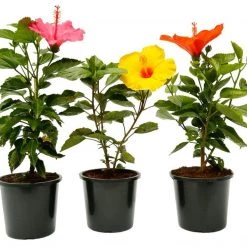 CGASPL Top 3 Hibiscus Plants