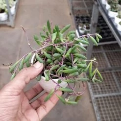 ChhajedGarden.com Plants Othonna Capensis 'Ruby Necklace' Succulent Plant