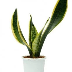 CGASPL Plants Top 5 Air Purifier And Oxygen Enriching Plant Pack