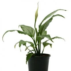 CGASPL Plants Top 5 Air Purifier And Oxygen Enriching Plant Pack