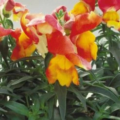 CGASPL Imported Flower Seeds Antirrhinum Floral Showers Apricot Bicolor Flower Seeds