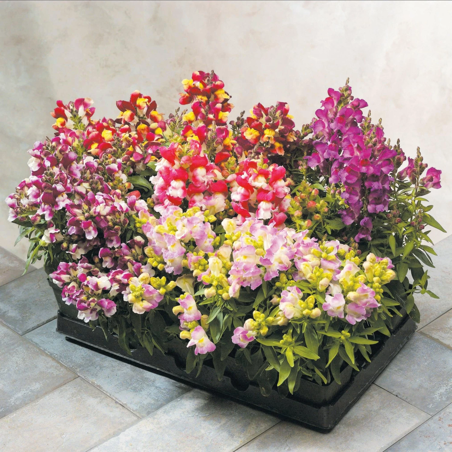 CGASPL Imported Flower Seeds Antirrhinum Floral Showers Bicolor Mix Flower Seeds 3 CGASPL Imported Flower Seeds Antirrhinum Floral Showers Bicolor Mix Flower Seeds