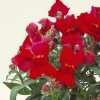 CGASPL Antirrhinum Floral Showers Crimson Flower Seeds Imported Flower Seeds