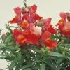 CGASPL Antirrhinum Floral Showers Deep Bronze Flower Seeds