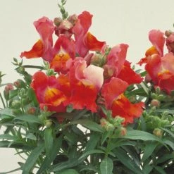 CGASPL Antirrhinum Floral Showers Deep Bronze Flower Seeds