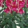 CGASPL Imported Flower Seeds Antirrhinum Floral Showers Fuchsia Flower Seeds