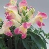 CGASPL Antirrhinum Floral Showers Lavender Bicolor Flower Seeds Imported Flower Seeds