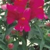 CGASPL Imported Flower Seeds Antirrhinum Floral Showers Lilac Flower Seeds