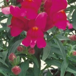 CGASPL Imported Flower Seeds Antirrhinum Floral Showers Lilac Flower Seeds