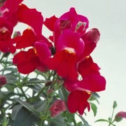 CGASPL Antirrhinum Floral Showers Purple Flower Seeds Imported Flower Seeds