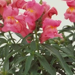 CGASPL Antirrhinum Floral Showers Rose Pink Flower Seeds Imported Flower Seeds
