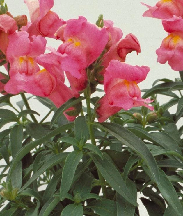 CGASPL Antirrhinum Floral Showers Rose Pink Flower Seeds Imported Flower Seeds 3 CGASPL Antirrhinum Floral Showers Rose Pink Flower Seeds Imported Flower Seeds