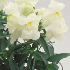 CGASPL Antirrhinum Floral Showers White Flower Seeds
