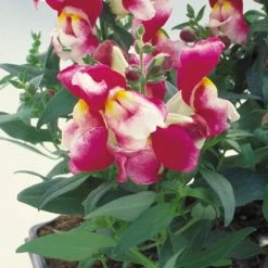 CGASPL Antirrhinum Floral Showers Wine Bicolor Flower Seeds Imported Flower Seeds