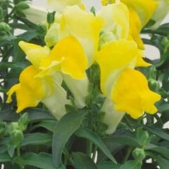 CGASPL Antirrhinum Floral Showers Yellow Flower Seeds Imported Flower Seeds