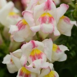 CGASPL Antirrhinum Snapshot Appleblossom Flower Seeds