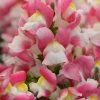 CGASPL Antirrhinum Snapshot Coral Bicolor Flower Seeds Imported Flower Seeds