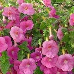 CGASPL Achimenes Ashcharinila Light Pink Flower Bulbs (Pack Of 12)
