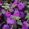 CGASPL Achimenes Chatlia Purple Flower Bulbs (Pack Of 12) Winter Flower Bulbs