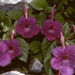CGASPL Achimenes Pulcherrima Brown Flower Bulbs (Pack Of 12) Winter Flower Bulbs