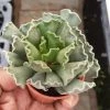 CGASPL Plants Adromischus Cristatus Small Succulent Plant