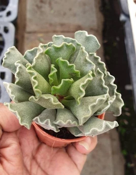 CGASPL Plants Adromischus Cristatus Small Succulent Plant 3 CGASPL Plants Adromischus Cristatus Small Succulent Plant