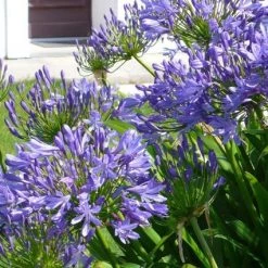 CGASPL Agapanthus Umbellatus -Blue Flower Bulbs (Pack Of 6)