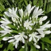 CGASPL Agapanthus Umbellatus White Flower Bulbs (Pack Of 10)