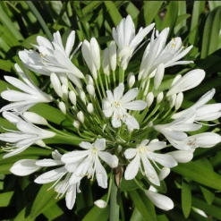 CGASPL Agapanthus Umbellatus White Flower Bulbs (Pack Of 10)