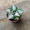CGASPL Agave Tropicana Small Succulent Plant Plants